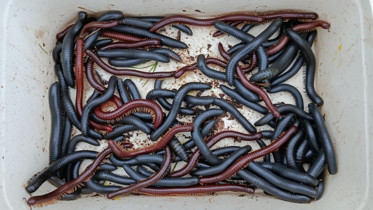 Hunting millipede kaki seribu besar di bawah batu part 41