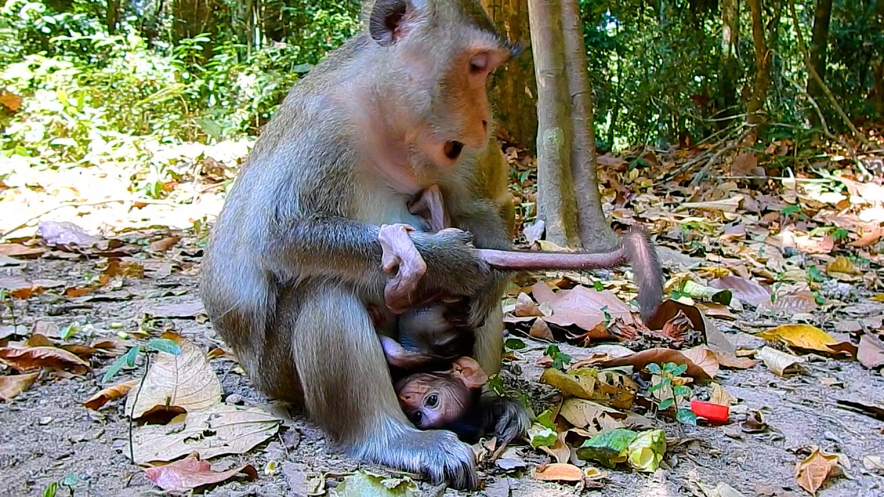 Good Adult! Why Monkey Anna Always Check Body Baby Amina? | @IShowMonkeyTV