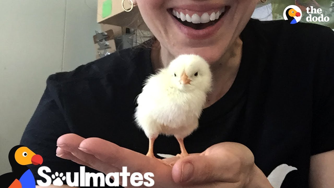 Женщина влюбилась в курицу, спасённую с улиц Нью-Йорка | The Dodo Soulmates