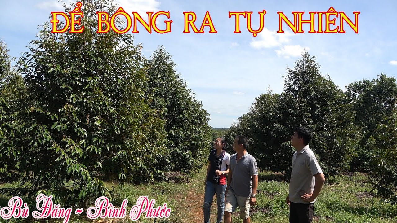 SẦU RIÊNG TƠ KHÔNG XỬ LÝ LÀM BÔNG ĐỂ RA TỰ NHIÊN