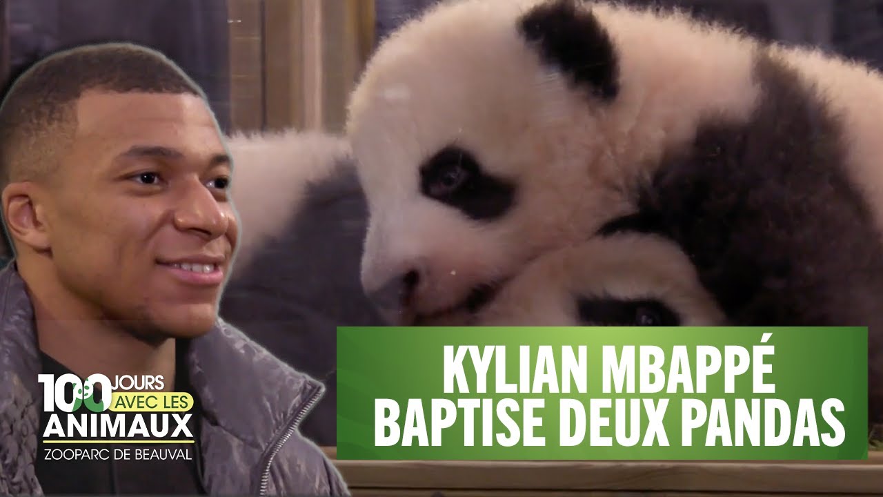 Kylian Mbappé baptise deux bébés pandas - 100 jours avec les animaux du Zoo de Beauval