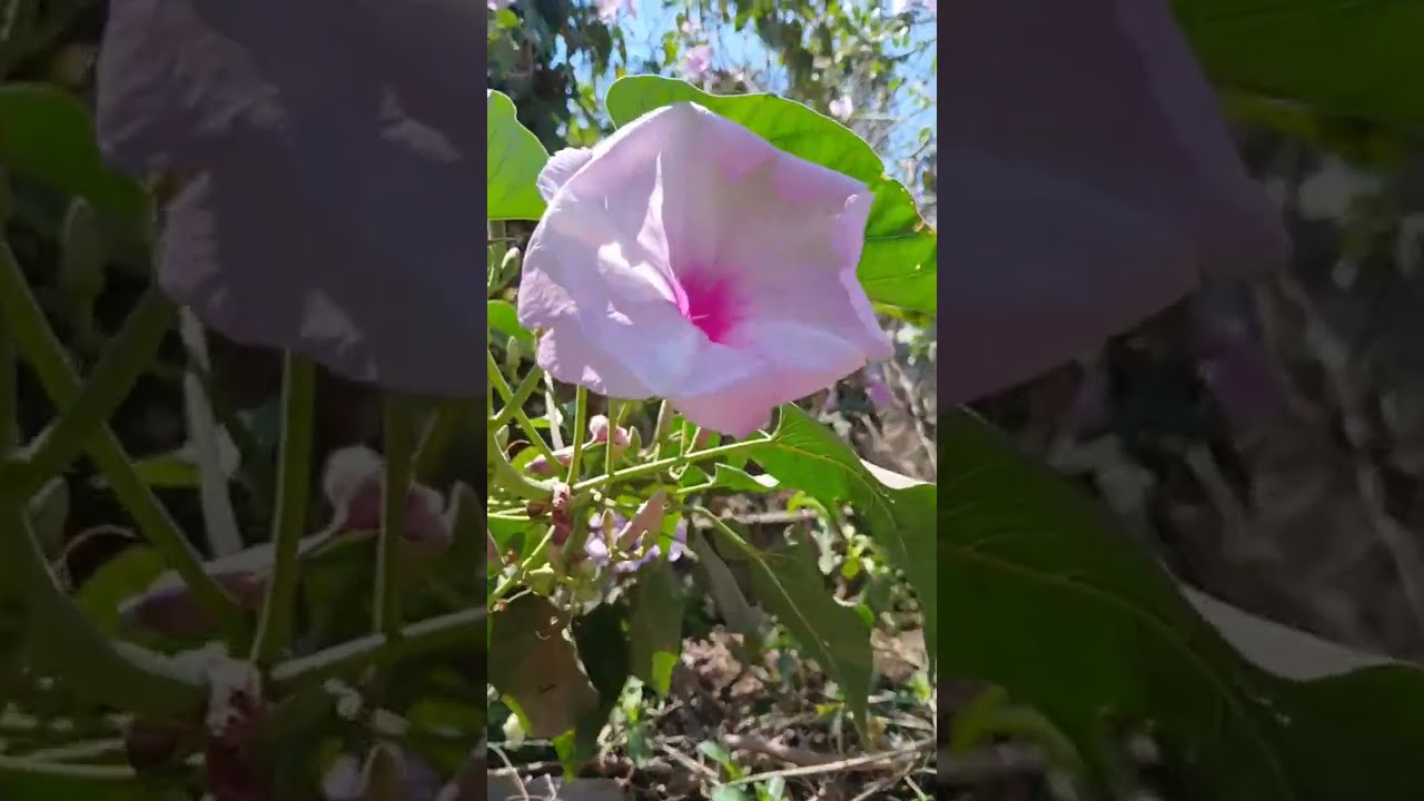 Carmencita503 está en vivo