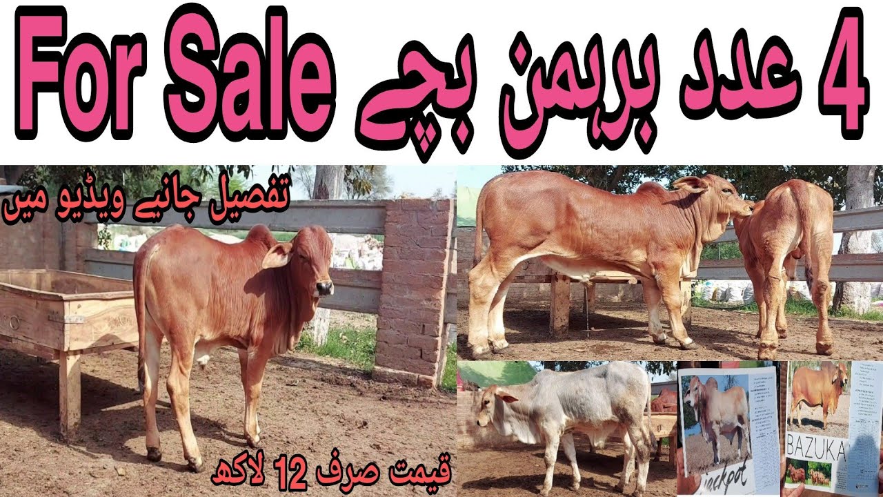 Brahman Bachy for Sale | Brahman Breeding Farm | Beautiful Calf | Biggest Breeding Farm