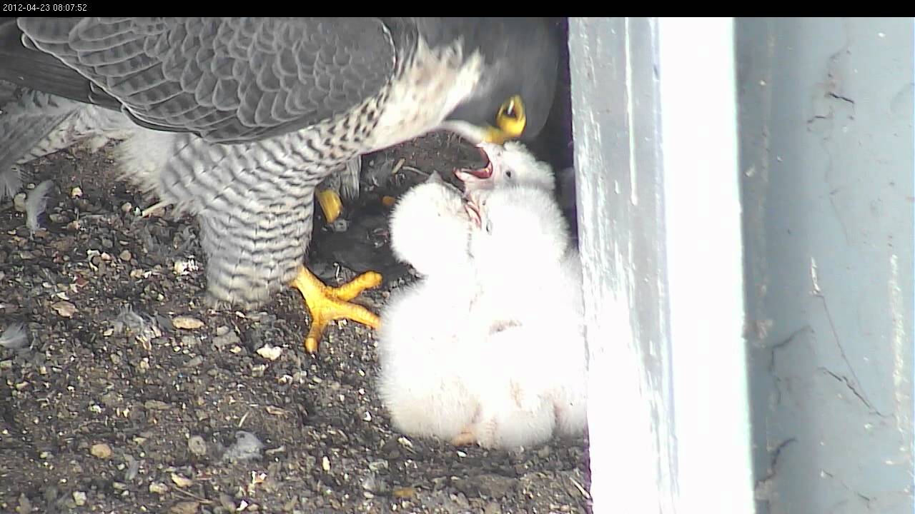 Faucon p&egrave;lerin pelerin rapace nid 3 petit b&eacute;b&eacute; webcam vid&eacute;o hd &oelig;uf couvaison &eacute;closion 1