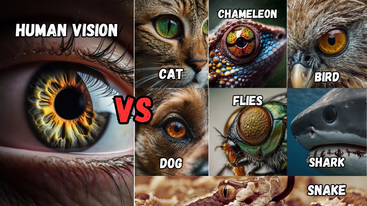 What Animals See That We Don't! | Animal Vision vs Human Vision