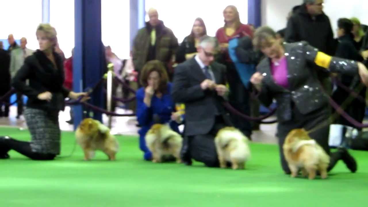 Best of Pomeranians at The Westminster Kennel Club Dog Show