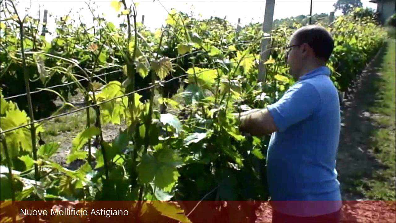 Come gestire la vegetazione con la prima molla