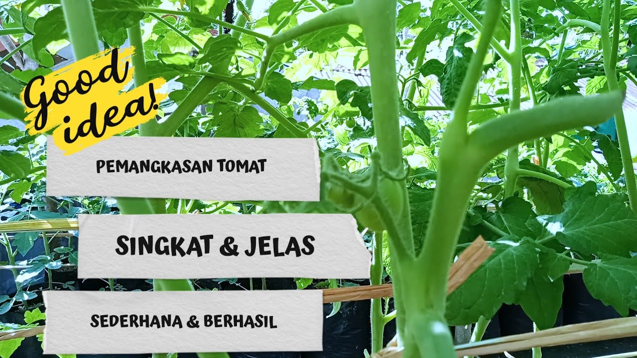 KAPAN DAUN TOMAT PERLU DIPANGKAS 🤔⁉️ #budidayatomat #tanamantomat