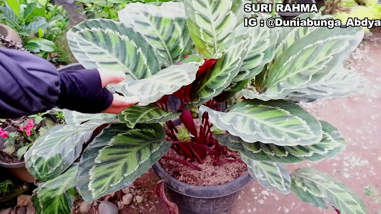 CALATHEA LINDEN RIMBUN DAN MULUS || MENCACAH CALATHEA LINDEN