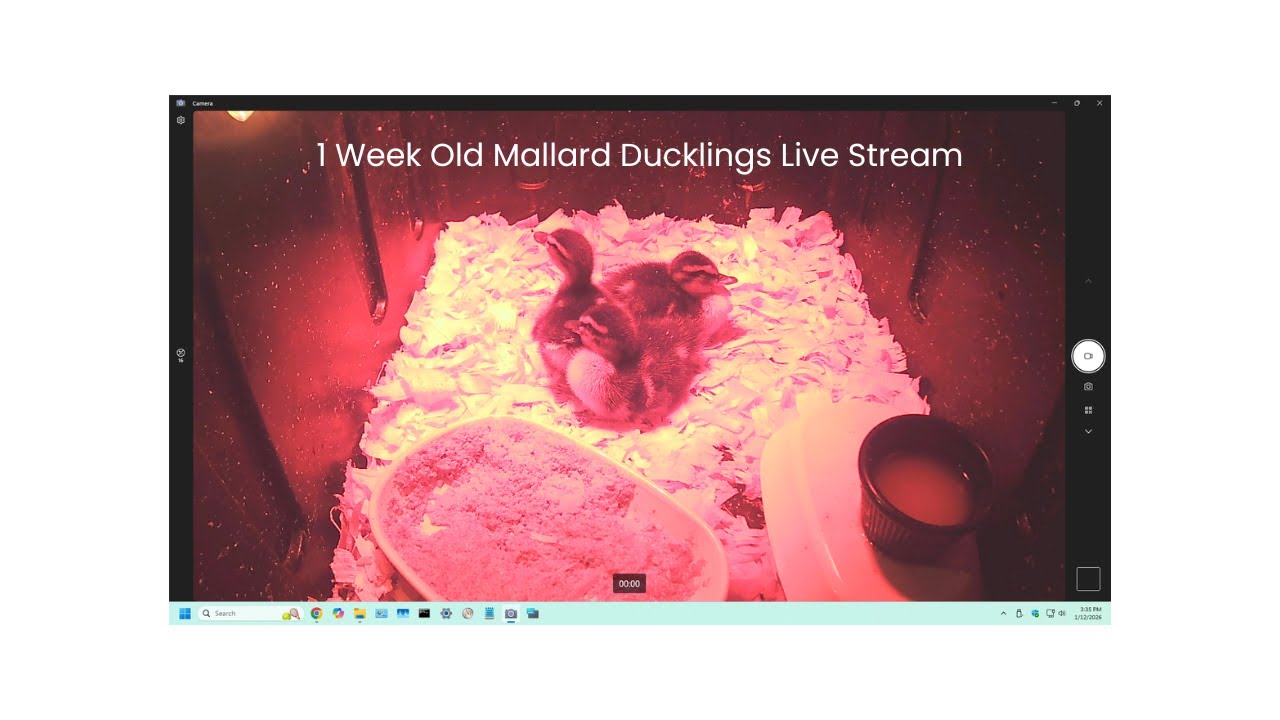 1 Week Old Mallard Ducklings Live Stream