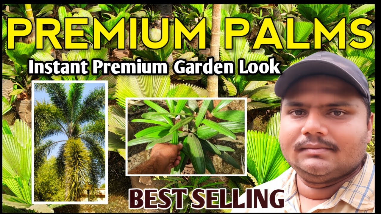 మీ గార్డెన్‌కు ఇన్‌స్టెంట్ లగ్జరీ లుక్! | Top 5 Premium Palm Plants 🌴#plants #palm #gardeningtelugu