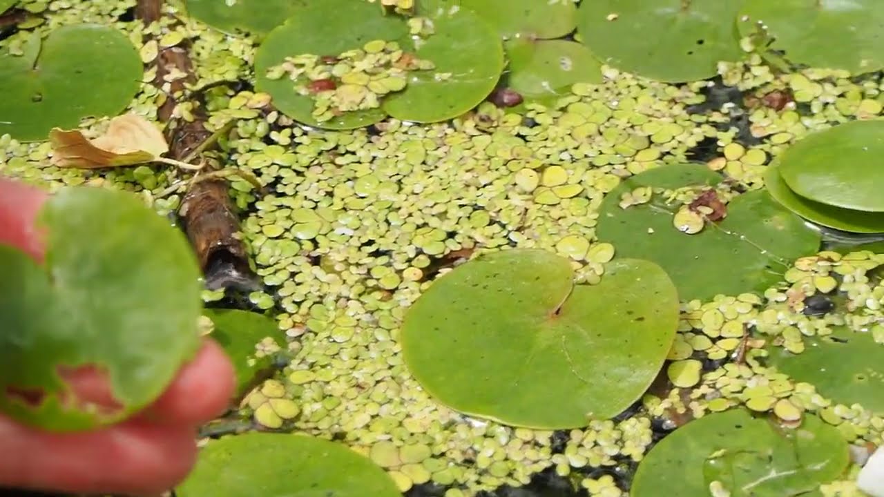 Invasive European Frogbit