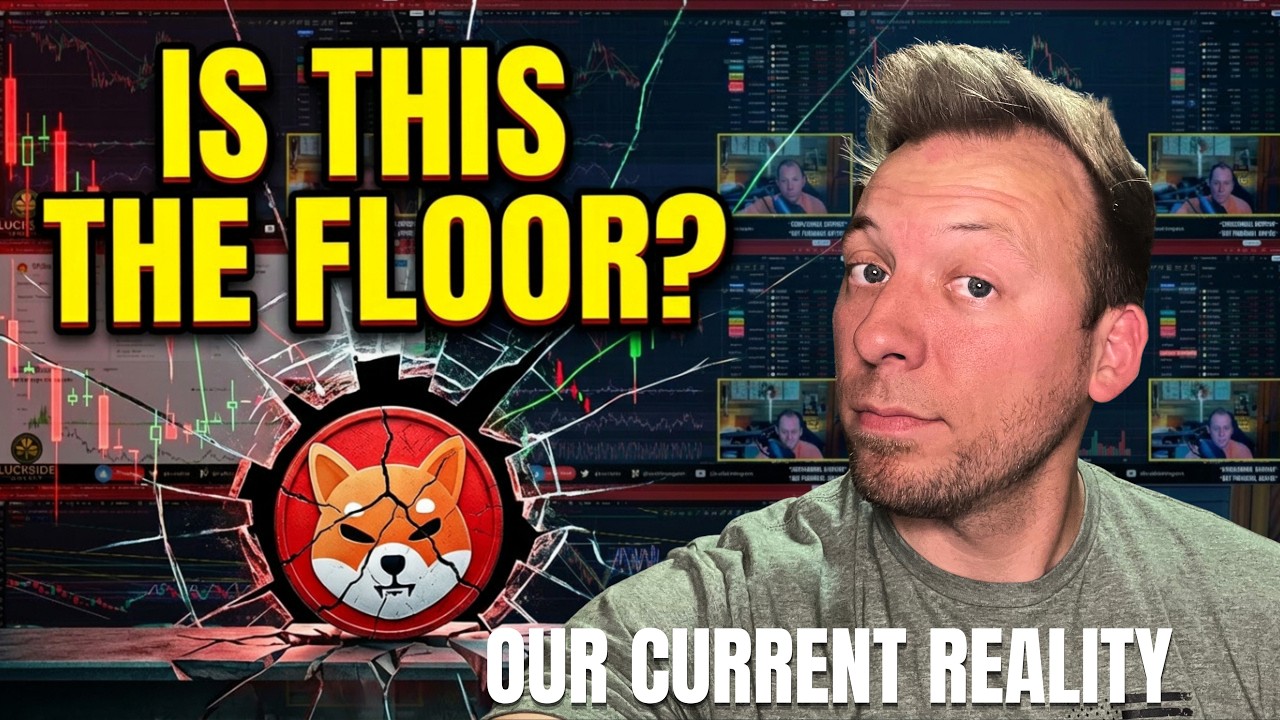 Шиба-ину &mdash; такова наша нынешняя реальность! Нашла ли Шиба-ину своё место под солнцем?!