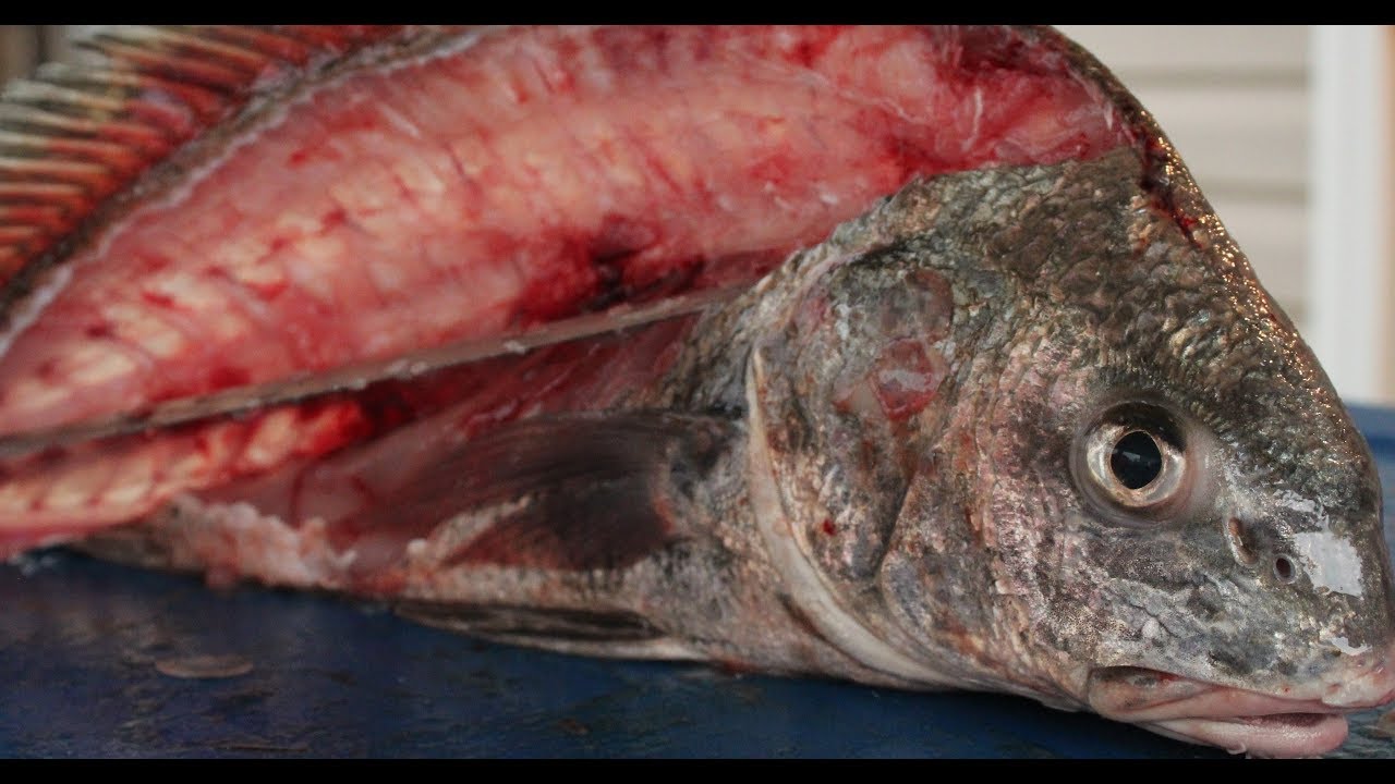 The EASIEST way to CLEAN a BLACKDRUM