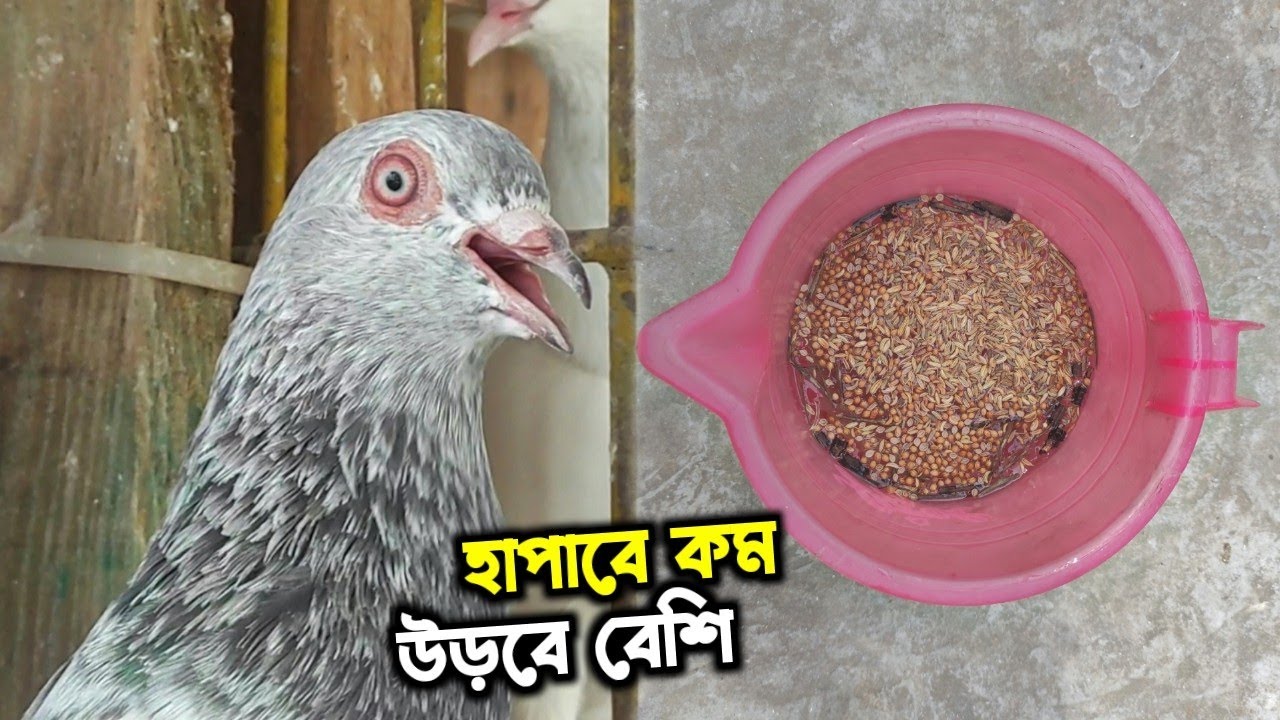 এই জিনিস খাওয়ালে কবুতরের ফ্লাইং টাইম বাড়বে ও হাপাবে কম