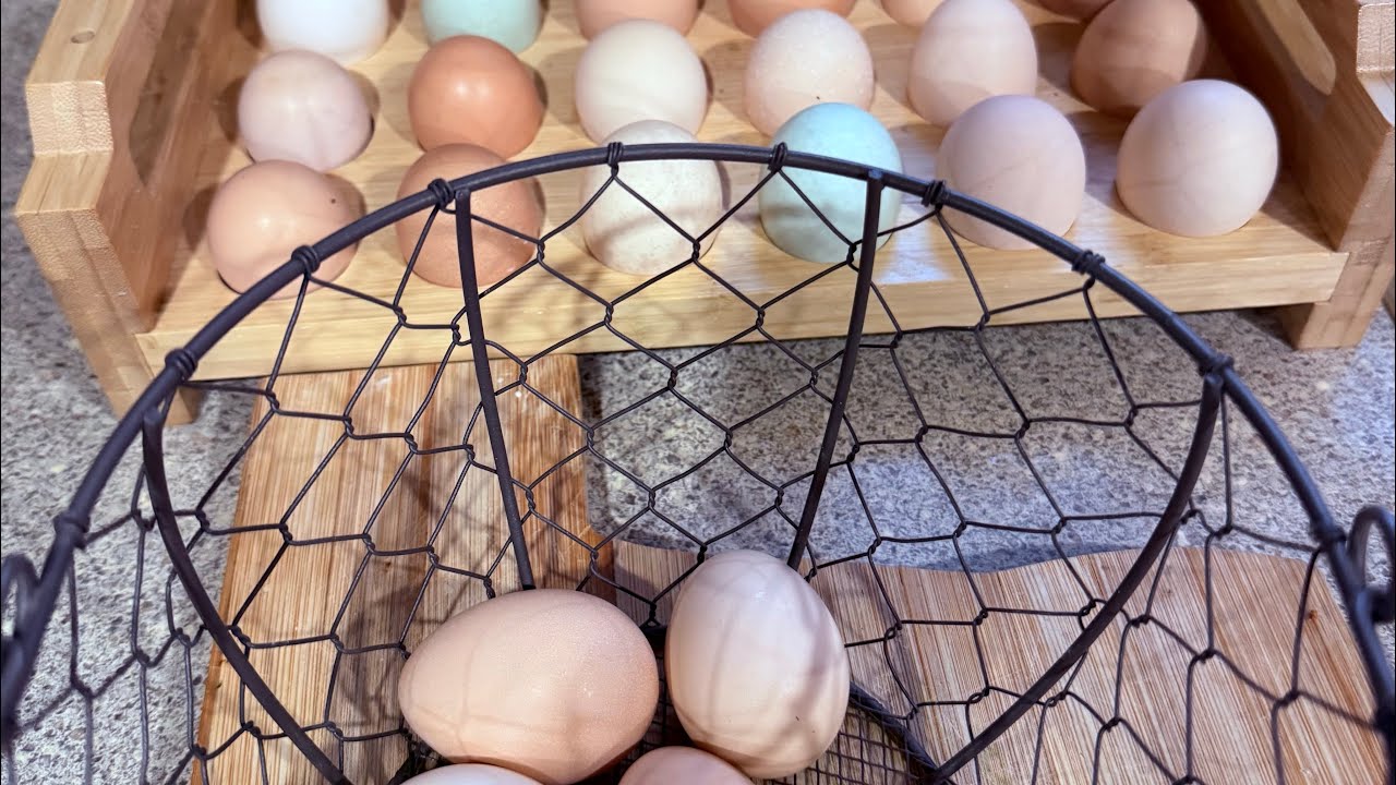 Friday Jan 23,2026 #chicken #eggs #goat #pig #farm #homestead #cuteanimals #videos #chickenlovers 