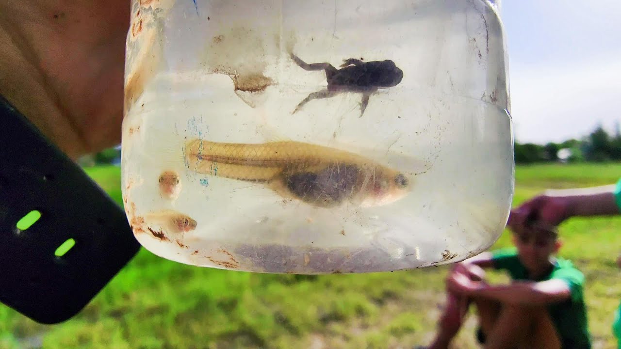 Explorando charcos en busca de peces, animalitos, insectos y plantas. ACUARIO URBANO, PESCA URBANA