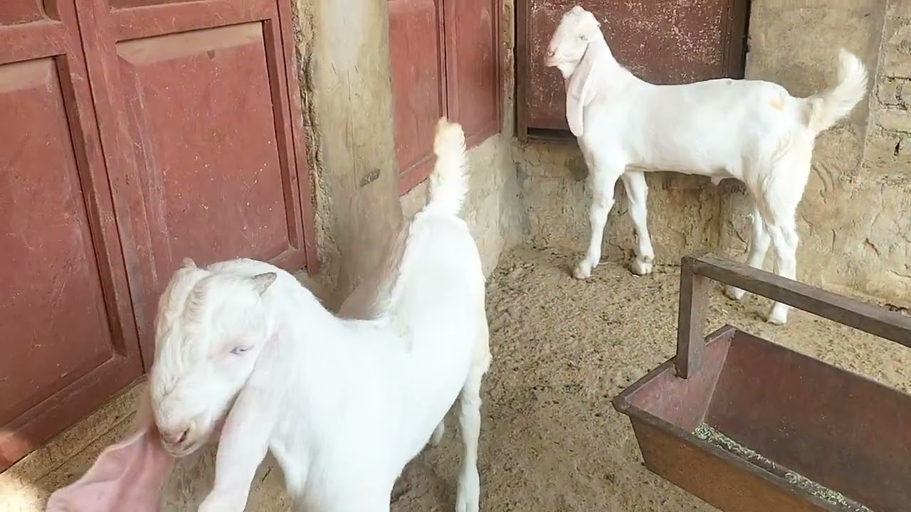 6377600230 राजस्थान जोधपुर पीपाड़ 
