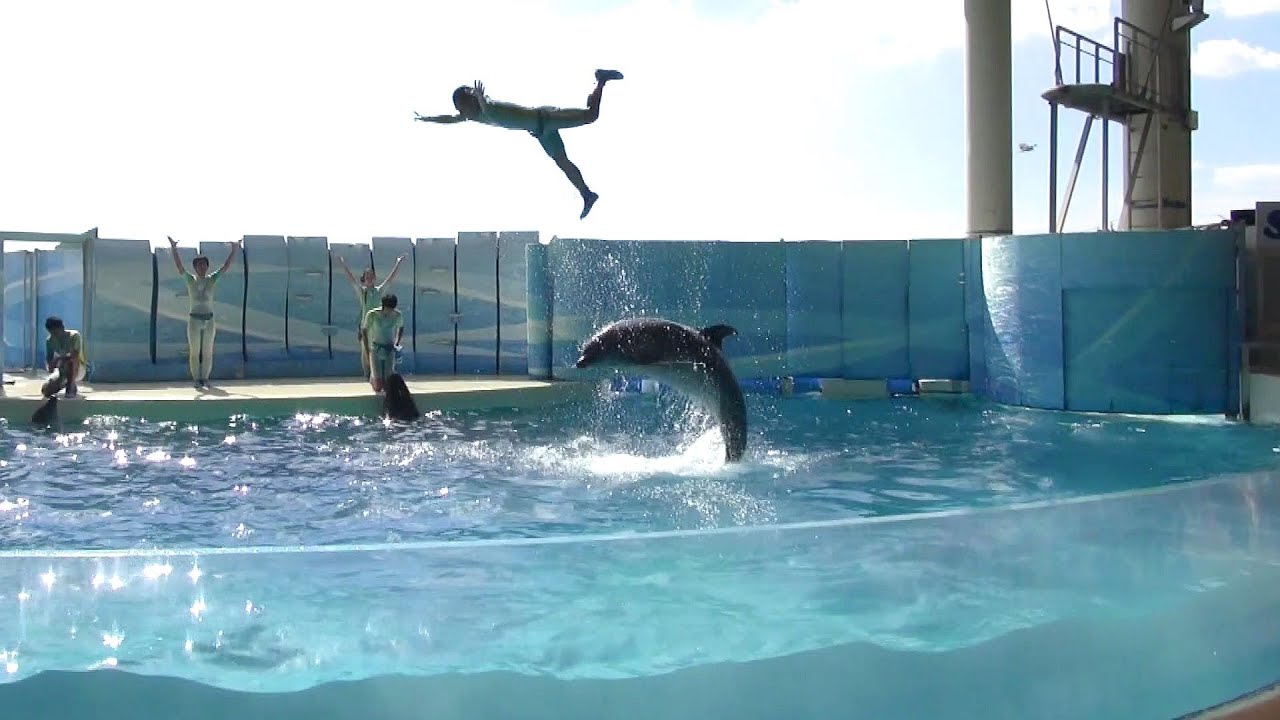 新江ノ島水族館　アシカ・イルカショー　きずな　Kizuna