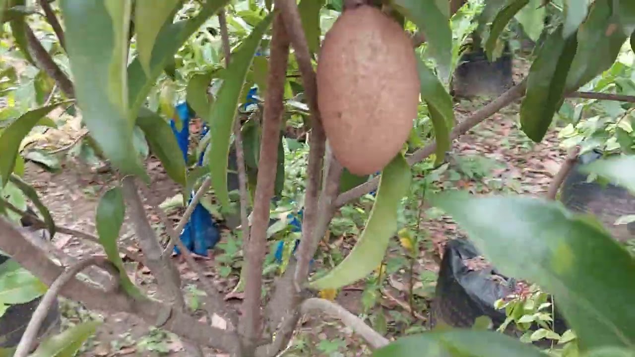 tabulampot sawo jumbo cm 19