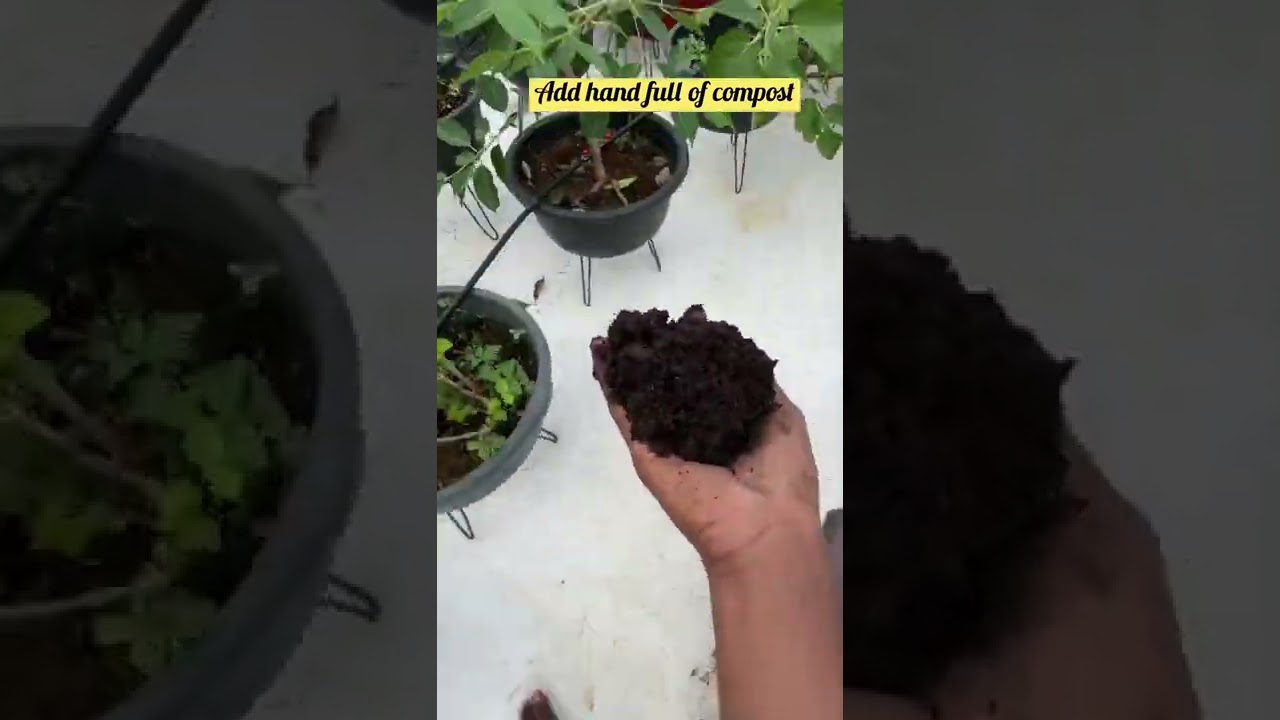 Giveing Vermicompost for my plants 🌱