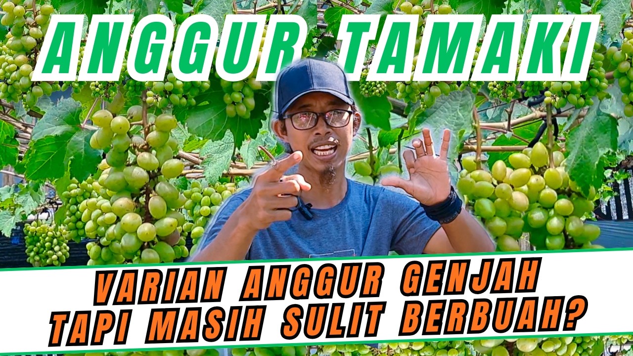 PANDUAN LENGKAP‼️ BEGINI TRIK MENANAM POHON ANGGUR TAMAKI SAMPAI MEMBUAHKAN DI TABULAMPOT