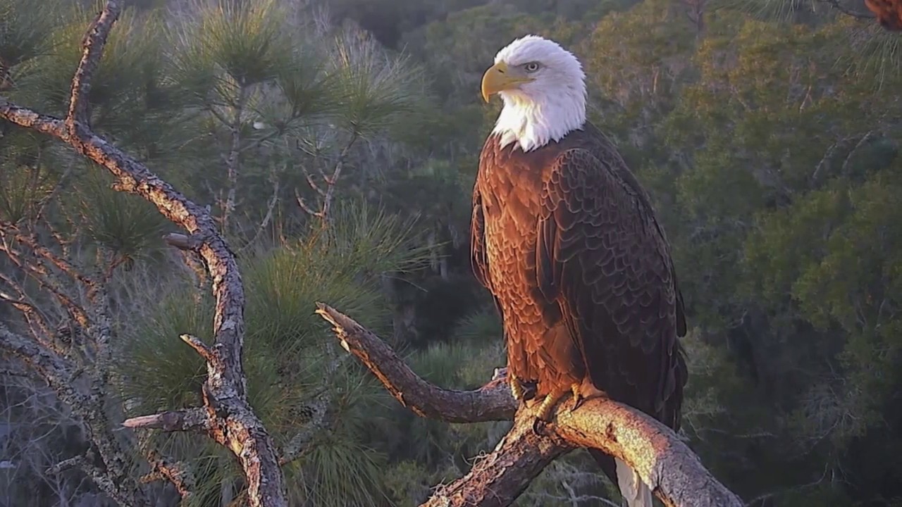 AEF-NEFL Eagle Nest Cam End of the 2019-2020 Season Slideshow!
