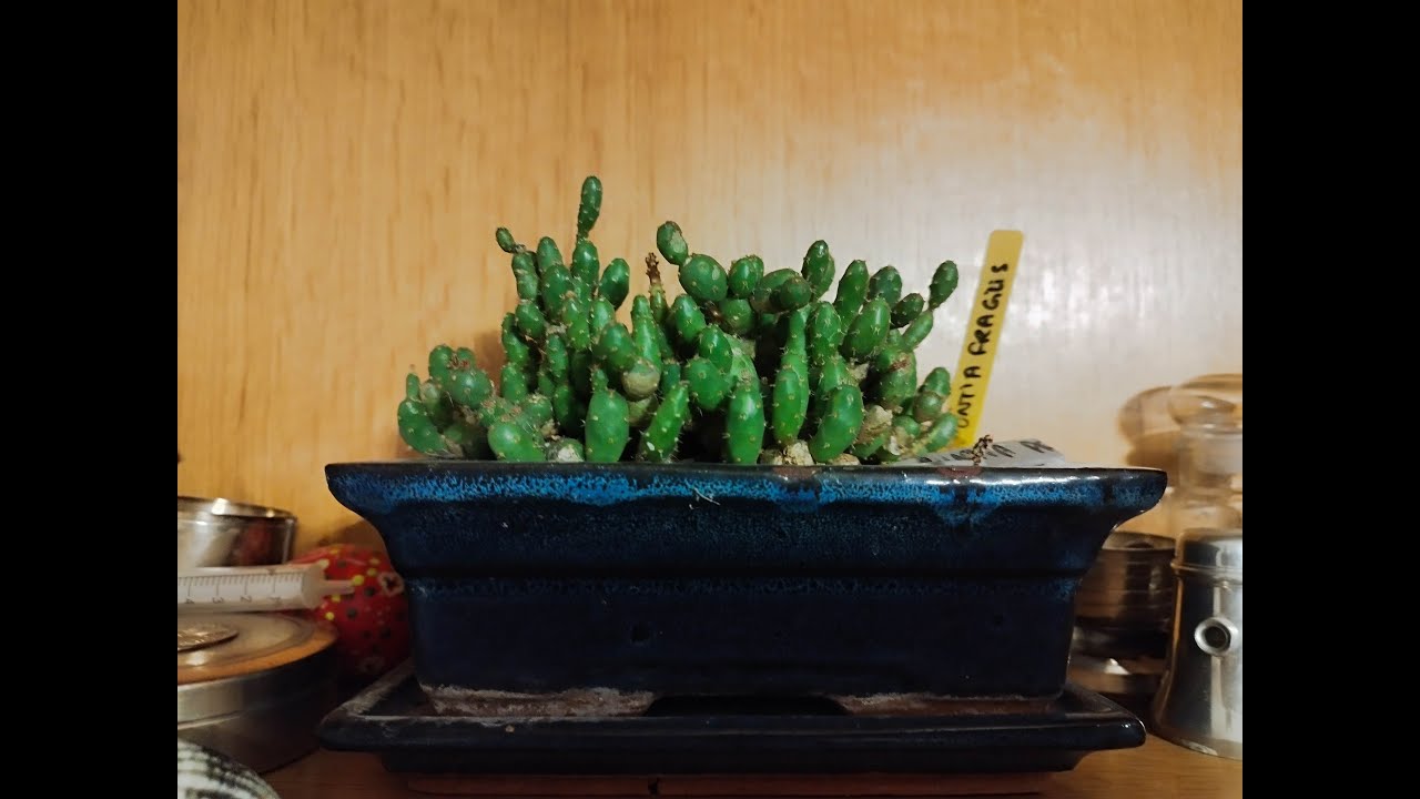 PLANTE CACTUS 1