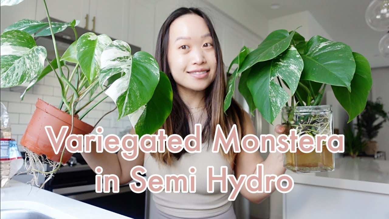 REPOT WITH ME | VARIEGATED MONSTERA IN SEMI HYDROPONICS