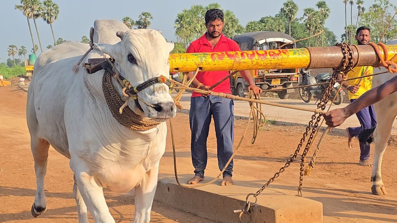 RK Bulls Simhachalam_Arunachalam New category bulls practice video