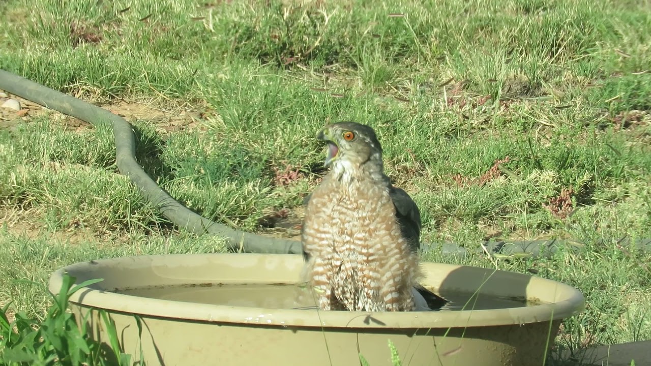 Bathtime...Beautiful Adult Coopers Hawk bathing at our bird spa