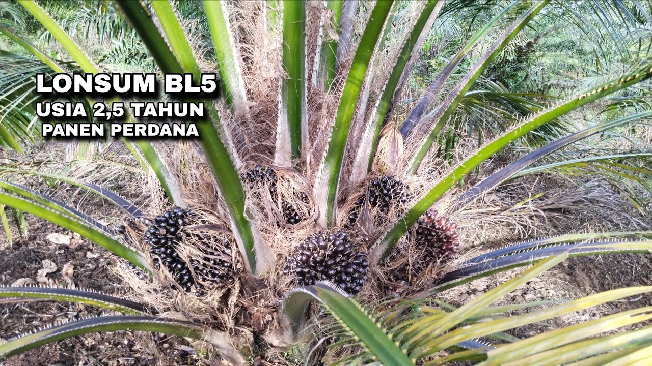 Varieties LONSUM BL5 MODERATE GANODERMA
