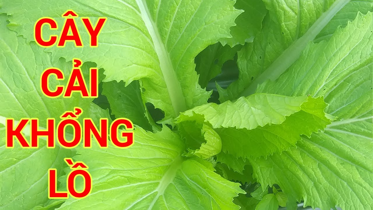 Cách Trồng Cải Bẹ Xanh | Cách Trồng Cải Bẹ Xanh Nhanh Lớn | Phan Đức #10