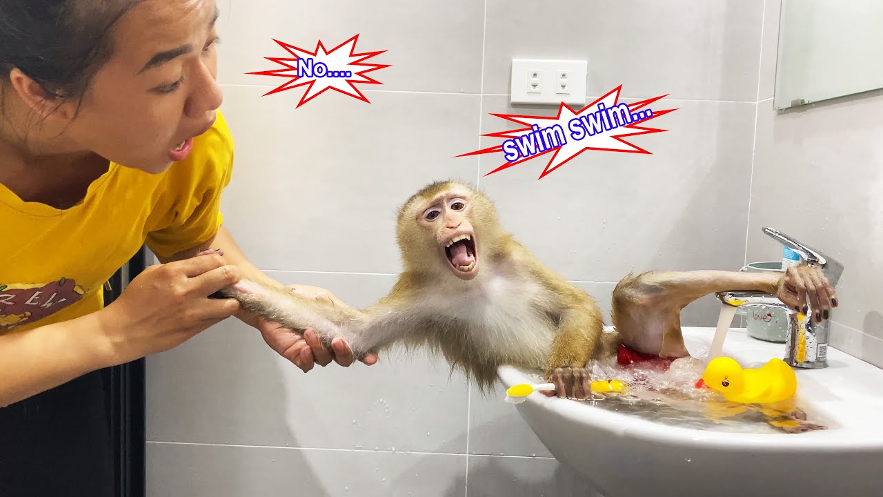 Monkey Lyly disobeyed and mother's reaction when she found out Lyly disobeyed