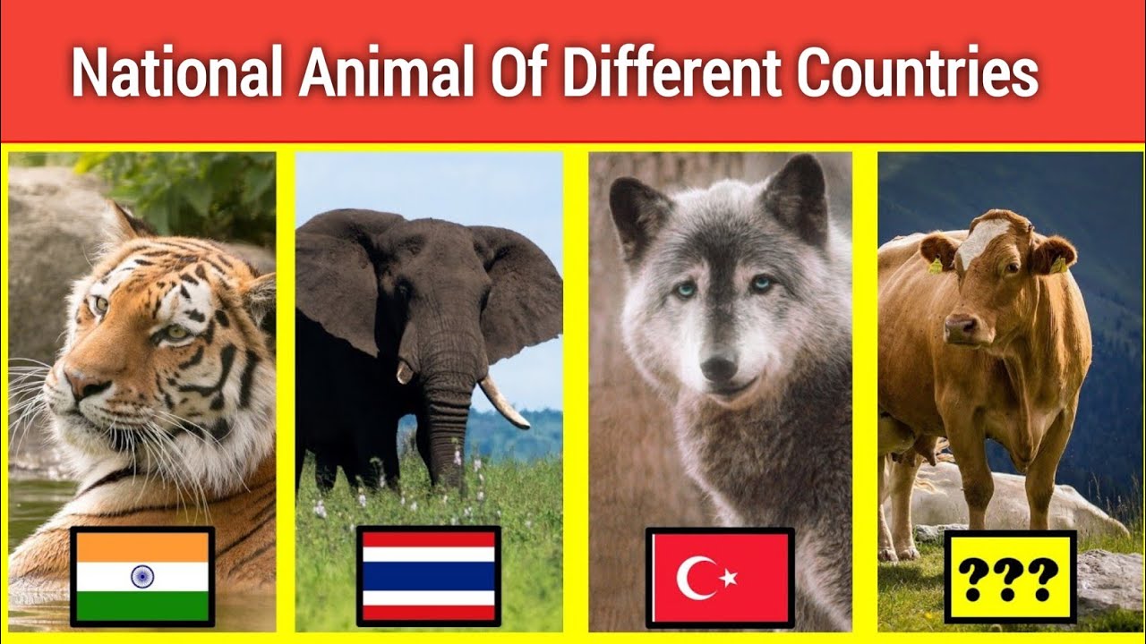 National Animals of Countries | National Animals From Different Countries | Data Dew