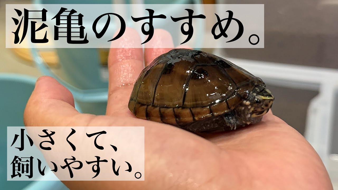 初心者にもオススメ、手頃サイズで可愛いドロガメ紹介！