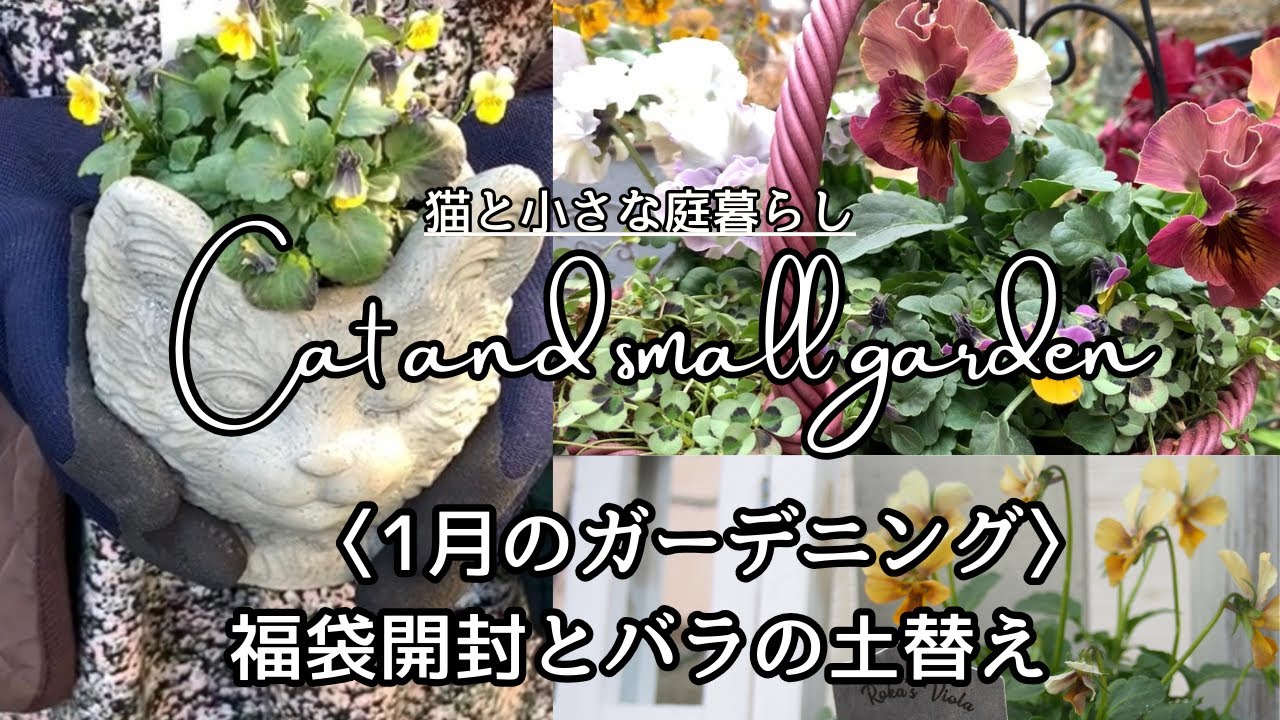 ＊1月のガーデニング＊パンビオとバラの福袋開封/ムーンライトソナタ鉢の植え替え/バラのドライフラワー/ガーデンVlog