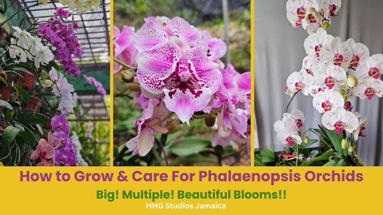 How to Grow & Care For Phalaenopsis Orchids - Big! Multiple! Beautiful Blooms!!