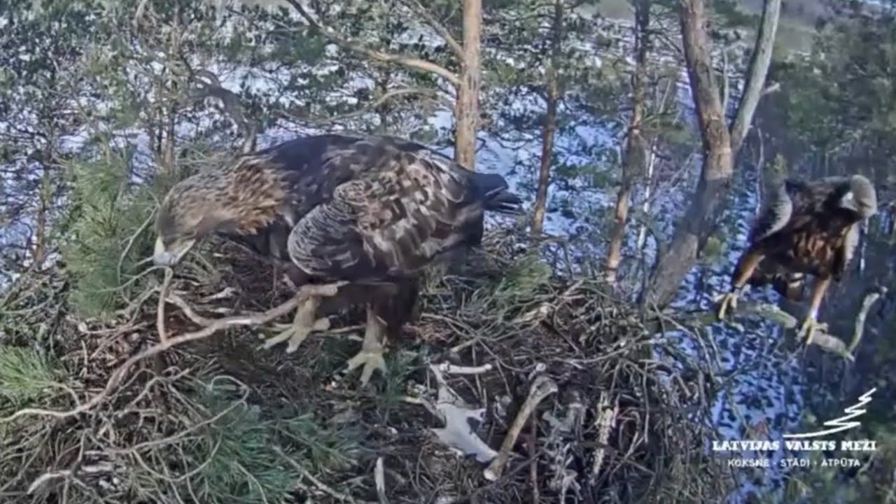 Eagle Male and Female added nesting material in nest | Klinšu ērglis - Golden Eagle | Mar 6, 2026