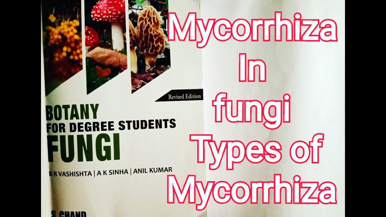 Mycorrhiza m.sc #MycoorrhizaFungi