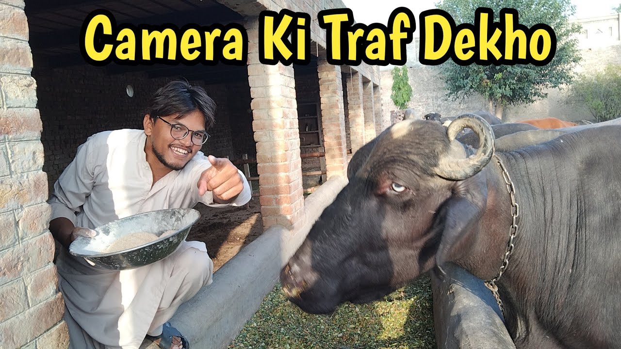 Bhains Ko Chara Khilane Ka Tarika | Dairy Farming