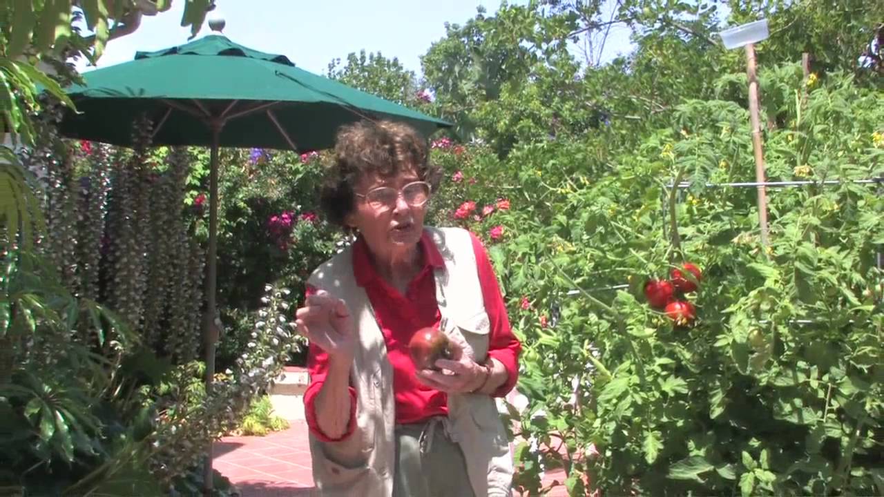 Learn How To Grow Tomatoes with Pat Welsh