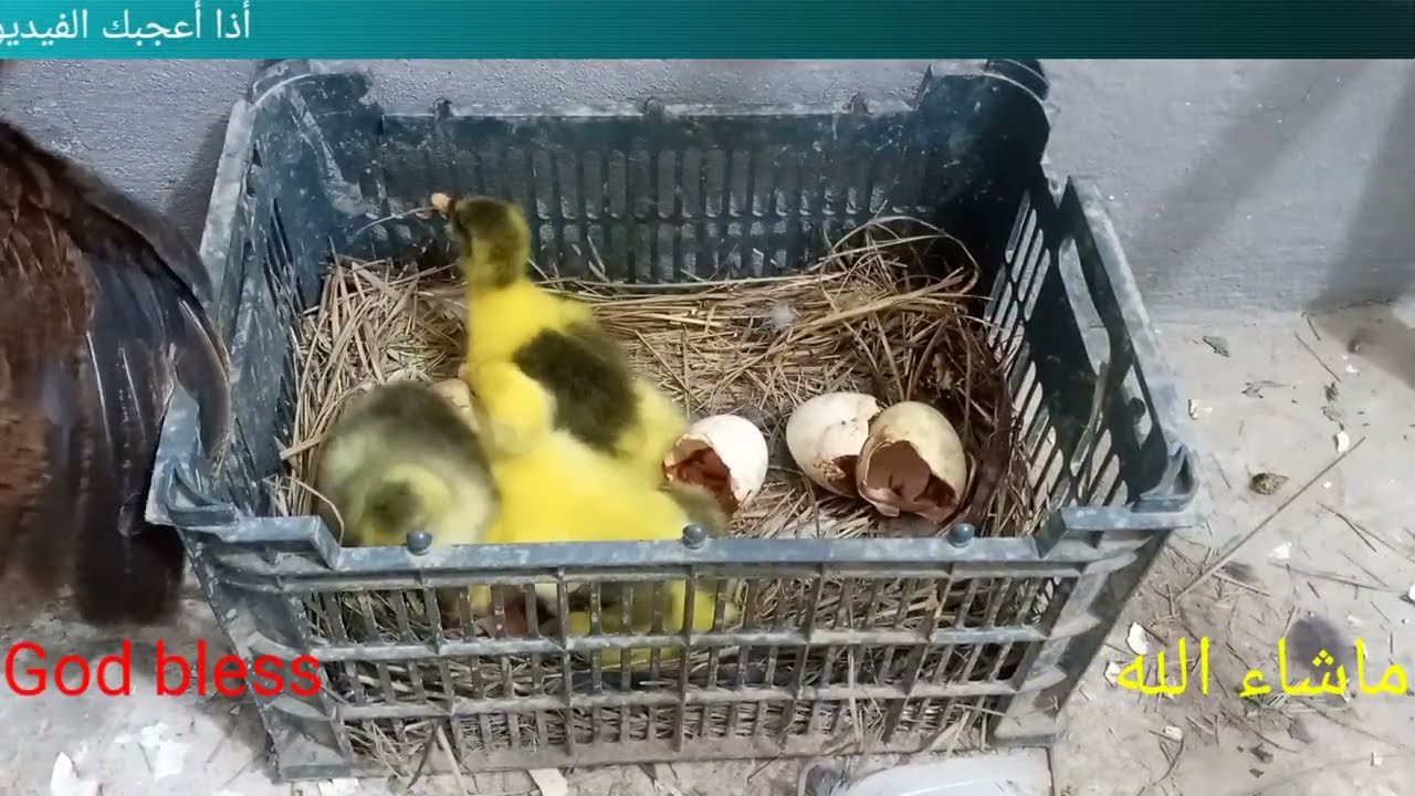 تفقيس بيض البط الكوبرا تحت الدجاجة Cobra duck eggs hatching under the hen アヒルの卵の孵化 오리알 부화 جوجه کشی