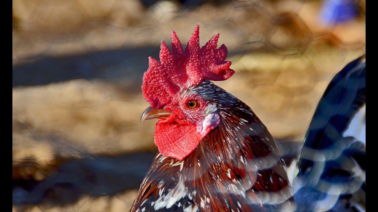 💜 Gallina FLOR D'AMETLLER. Crespi&agrave;, Girona 🐓🐓🐓🐓