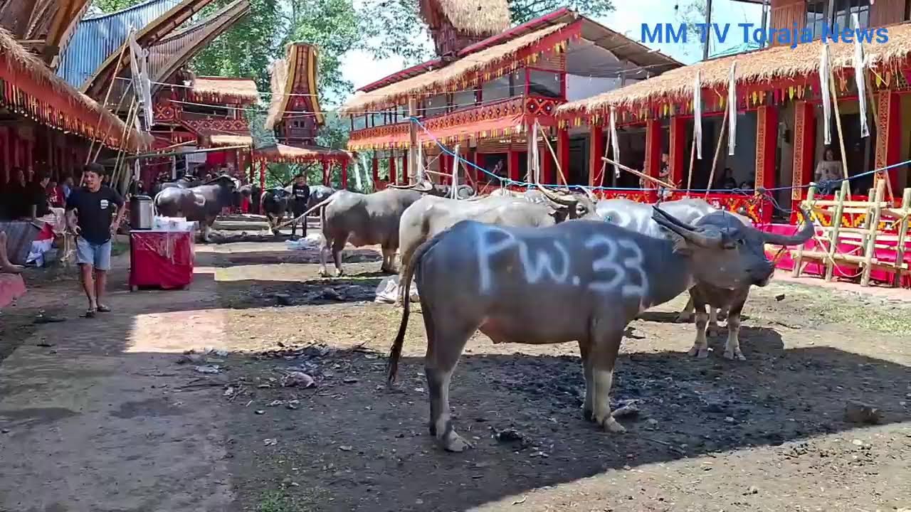 Mantunu Tedong Rambu Solo' Almh. Ne' Ulia di Tongkonan Kandean Sa'dan Malimbong.