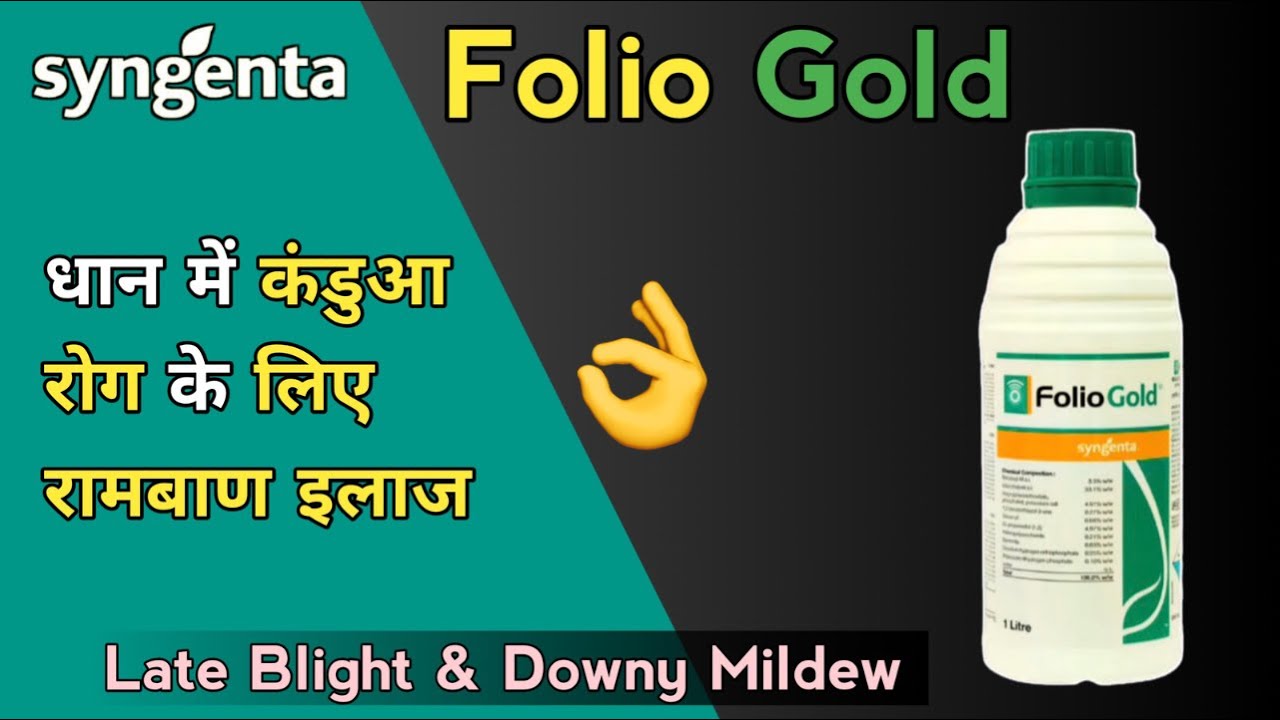 Syngenta Folio Gold Fungicide | धान में कंडुआ रोग | False Smut in Paddy Crop | late Blight | Hindi