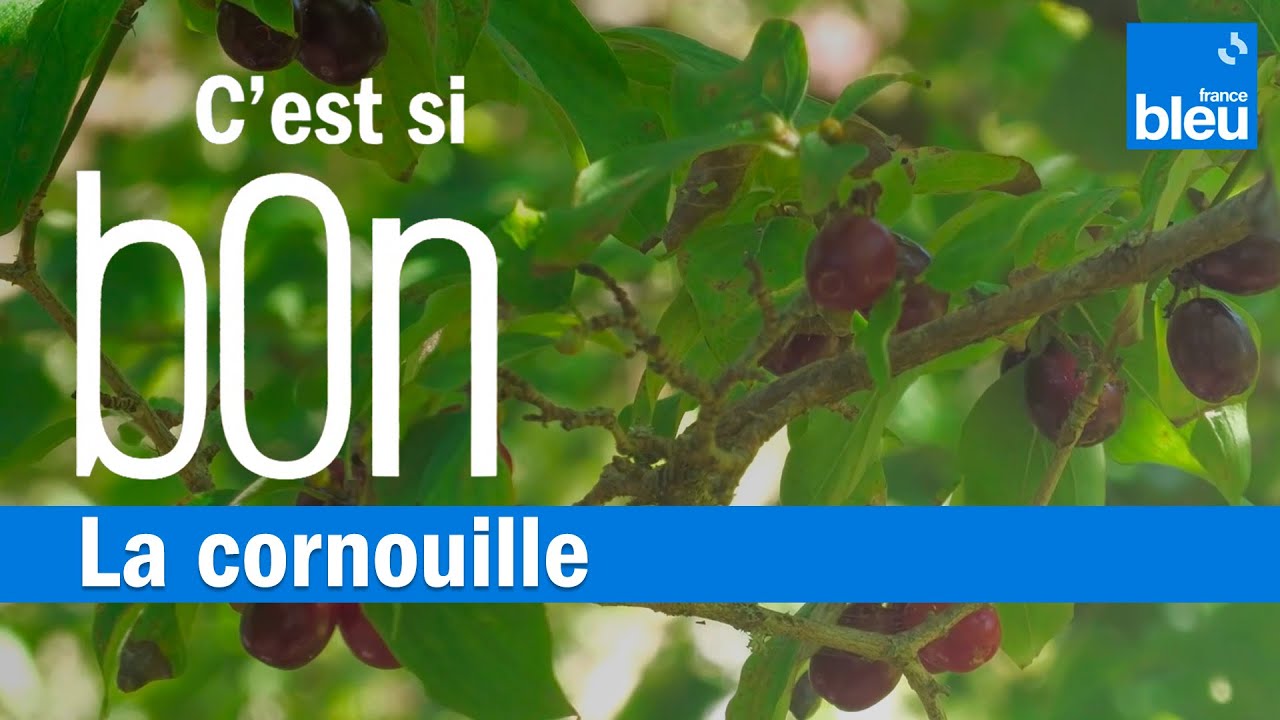 La cornouille, un fruit rouge sauvage riche en vitamine C - C'est si bon