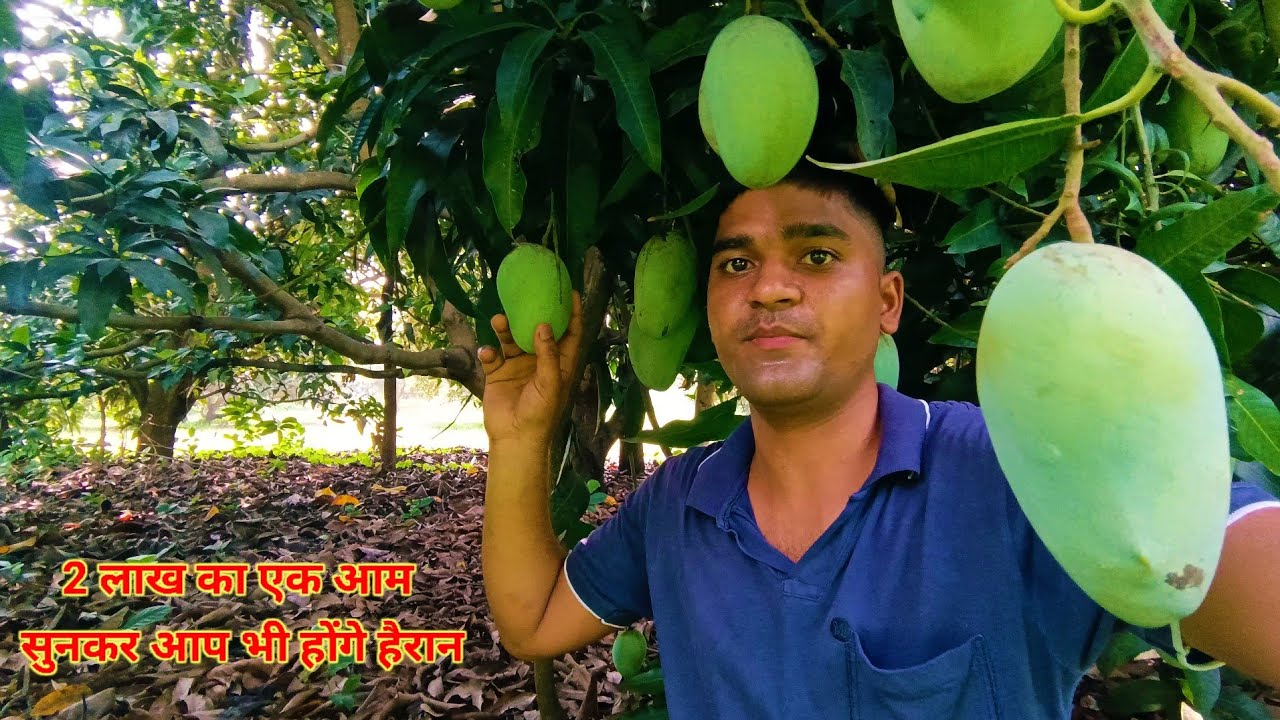 तो यहाँ होते हैं दुनिया के सबसे बड़े आम। Mango Orchard #todaynewvlog
