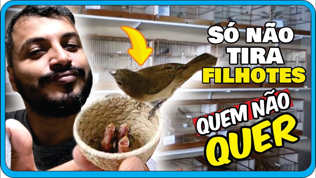 Você precisa aprender esses detalhes se quer tirar filhotes