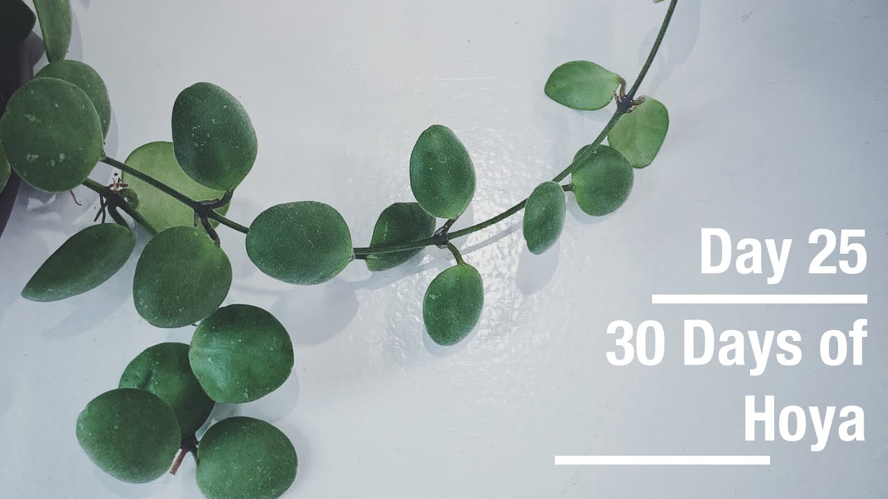 Hoya brevialata | 30 Days of Hoya - 25 of 30